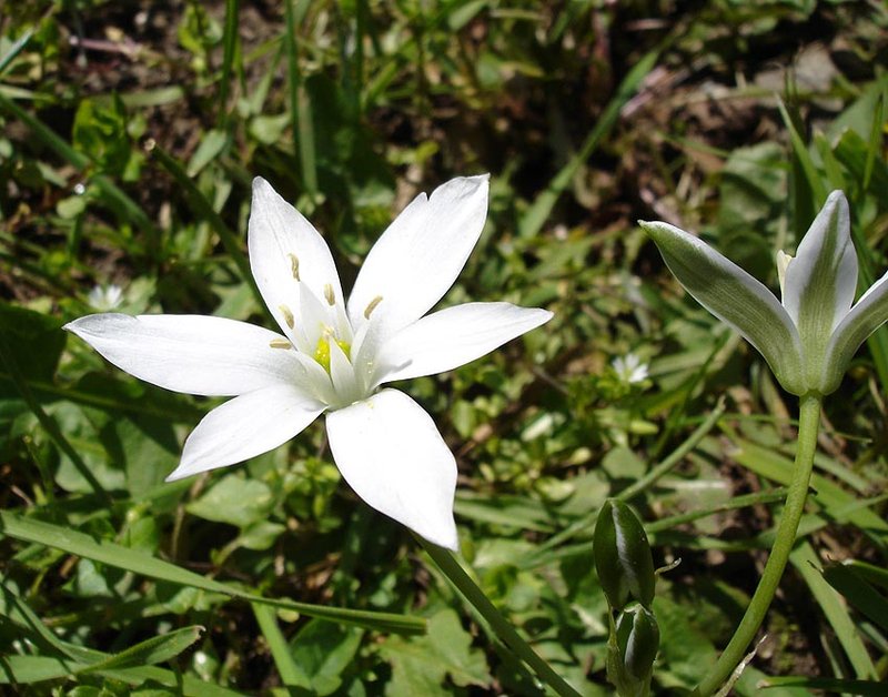 Star Of Bethlehem photo 3