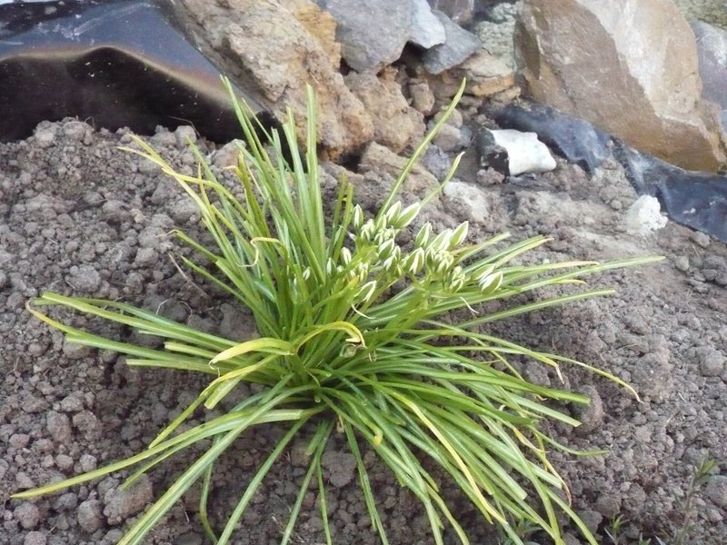 Star Of Bethlehem photo 4