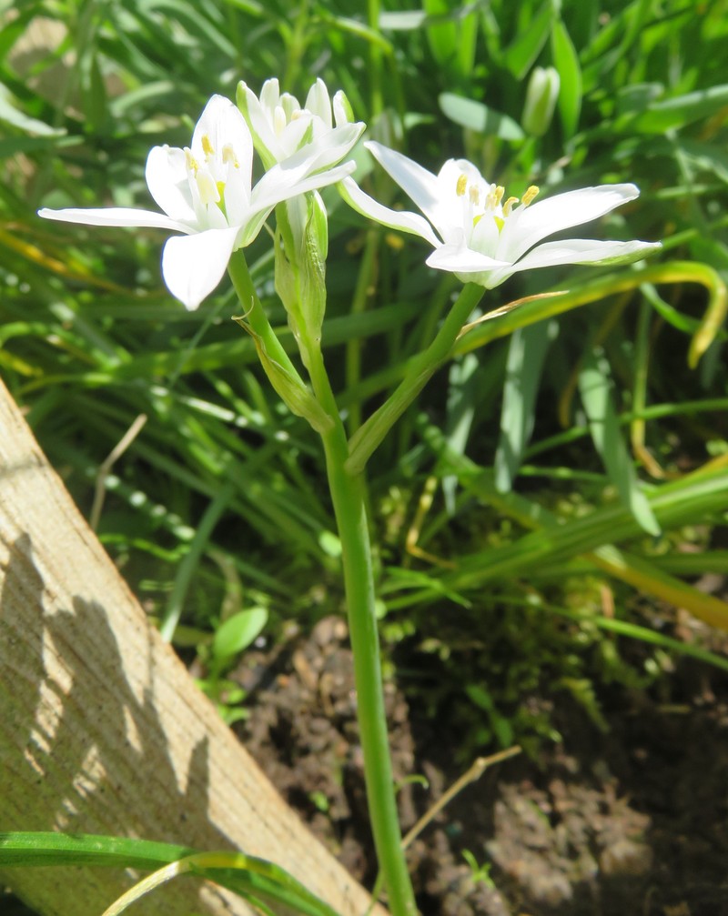 Star Of Bethlehem photo 7