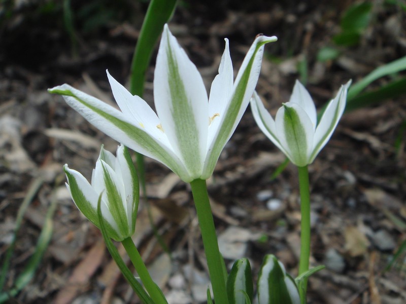 Star Of Bethlehem photo 8