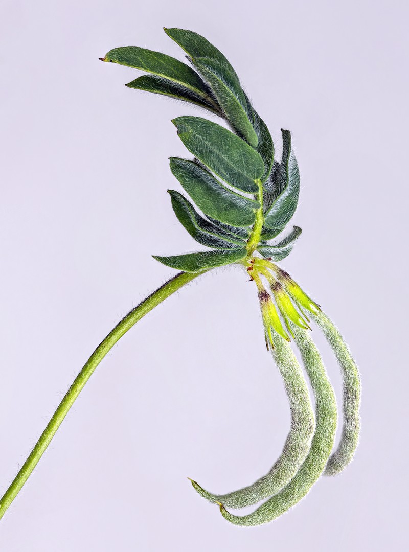 Yellow Bird's-Foot photo 2