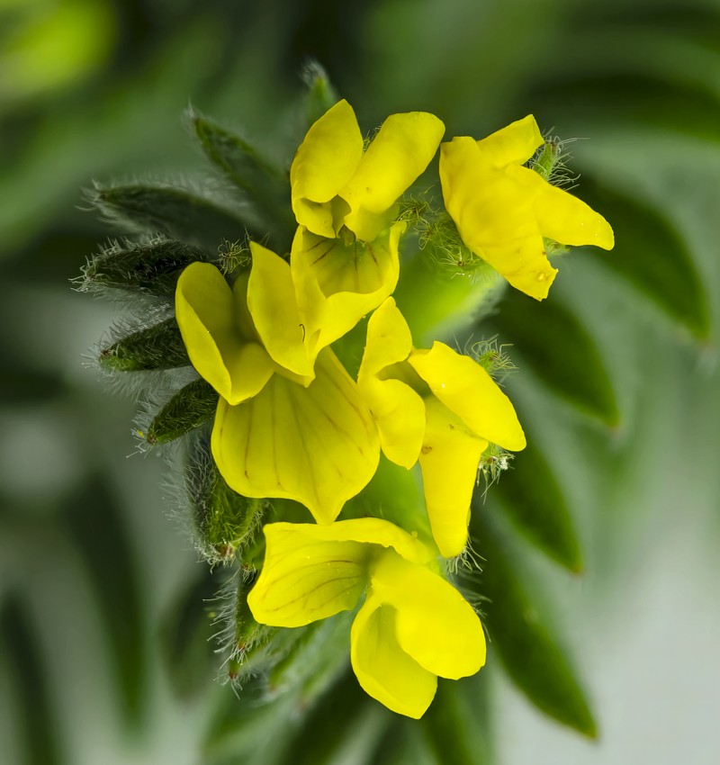 Yellow Bird's-Foot photo 3