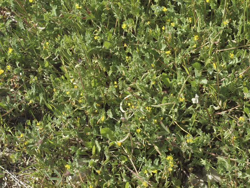 Yellow Bird's-Foot photo 4