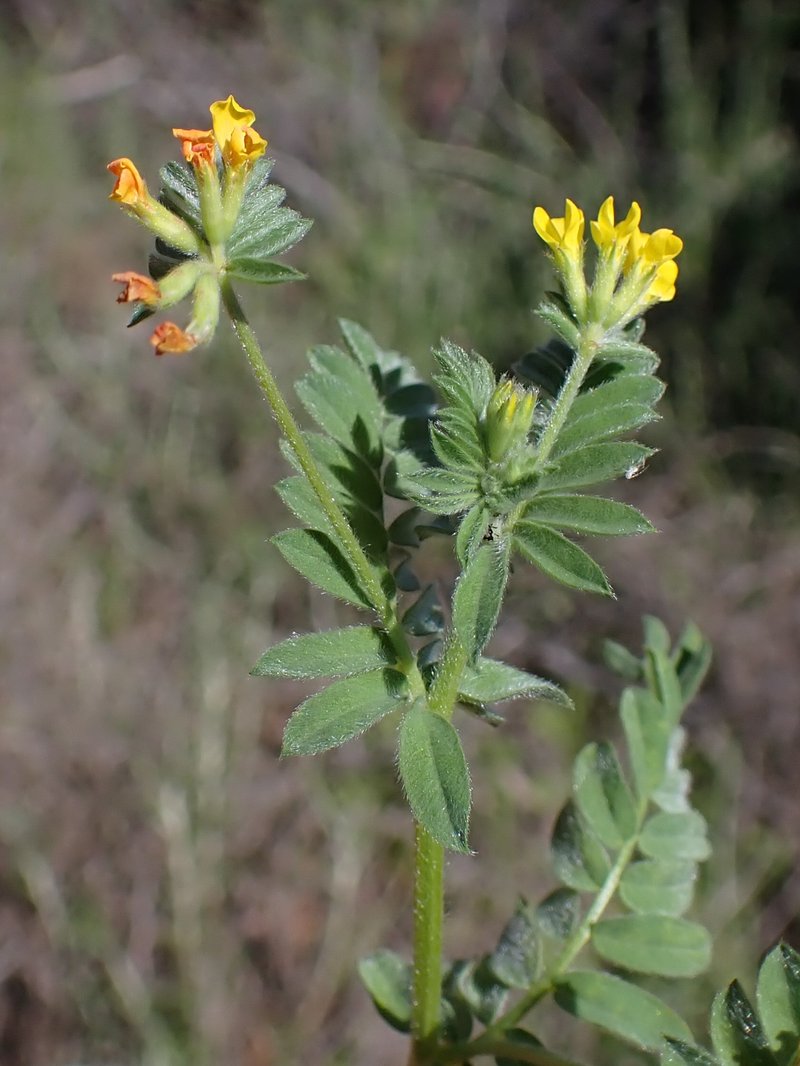 Yellow Bird's-Foot photo 6