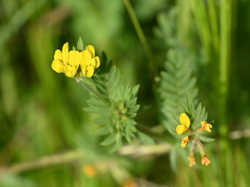 Yellow Bird's-Foot photo 8