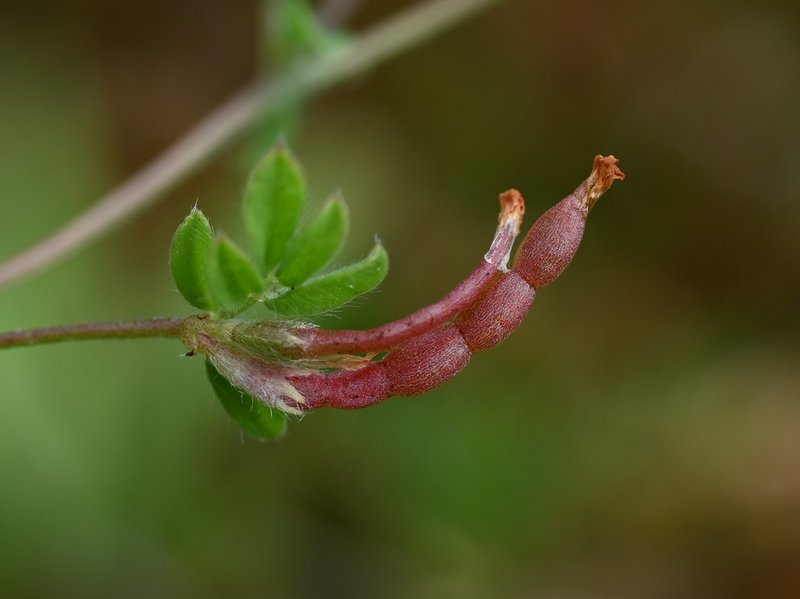 Little White Bird's-Foot photo 3