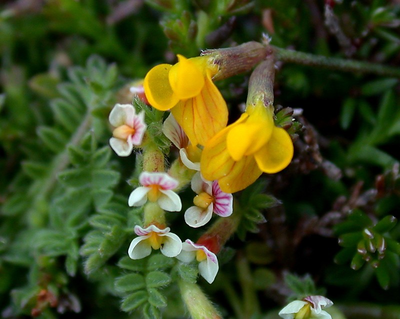 Yellow Bird's-Foot photo 2
