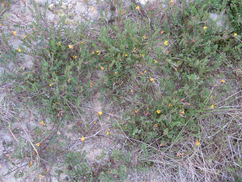 Yellow Bird's-Foot photo 3
