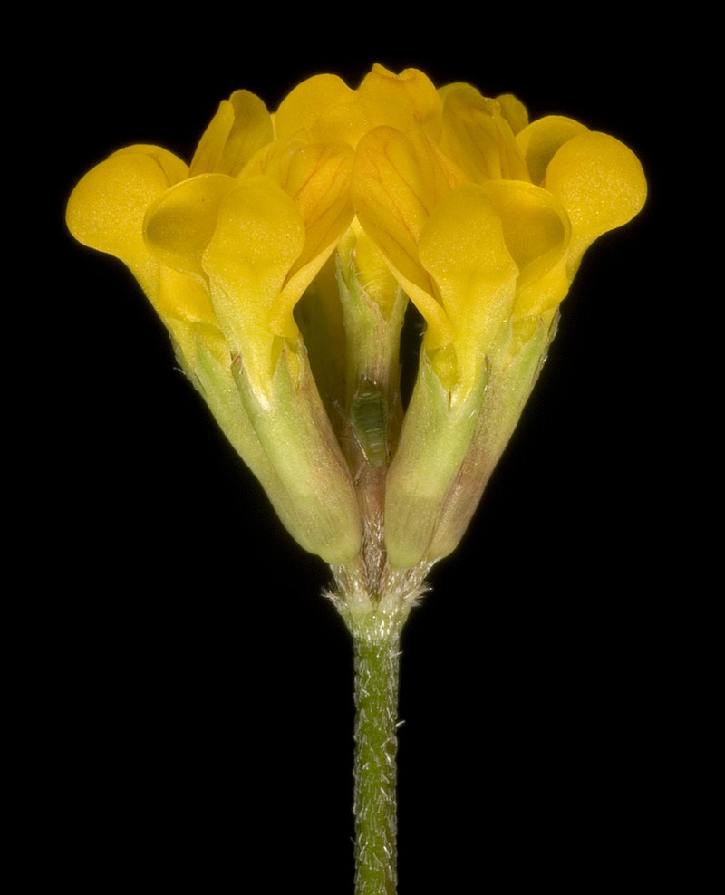 Yellow Bird's-Foot photo 4
