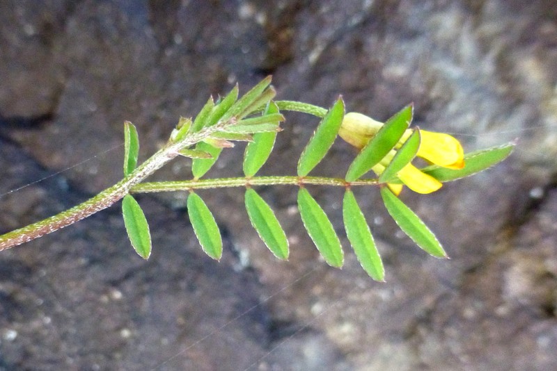 Yellow Bird's-Foot photo 5