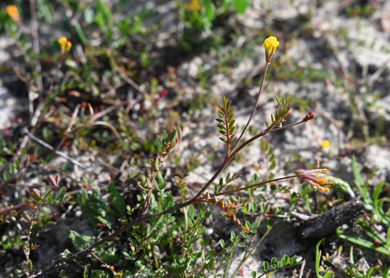 Yellow Bird's-Foot photo 7