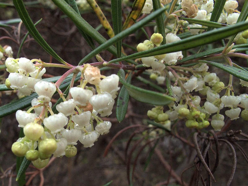 Baja Birdbush photo 5