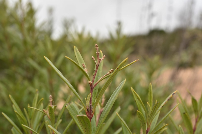 Baja Birdbush photo 6