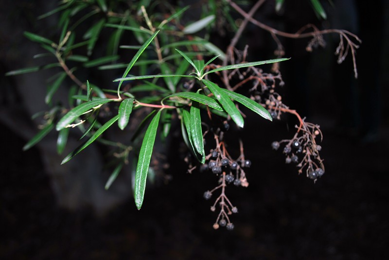 Baja Birdbush photo 2