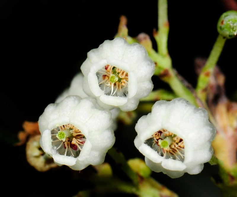 Baja Birdbush photo 3