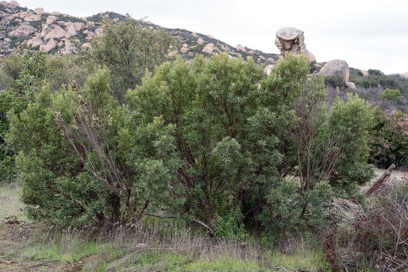 Baja Birdbush photo 4
