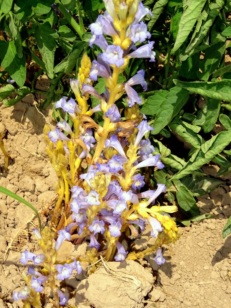 Egyptian Broomrape photo 2