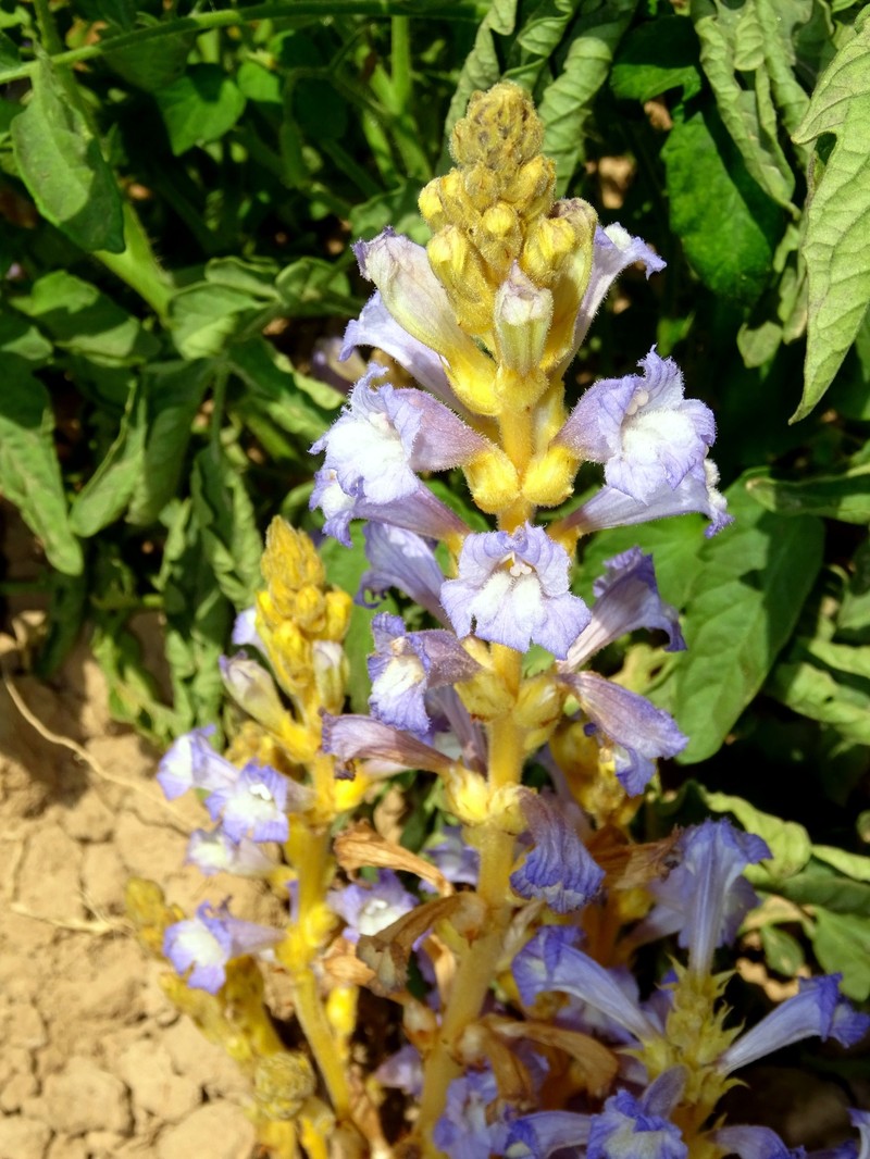 Egyptian Broomrape photo 3