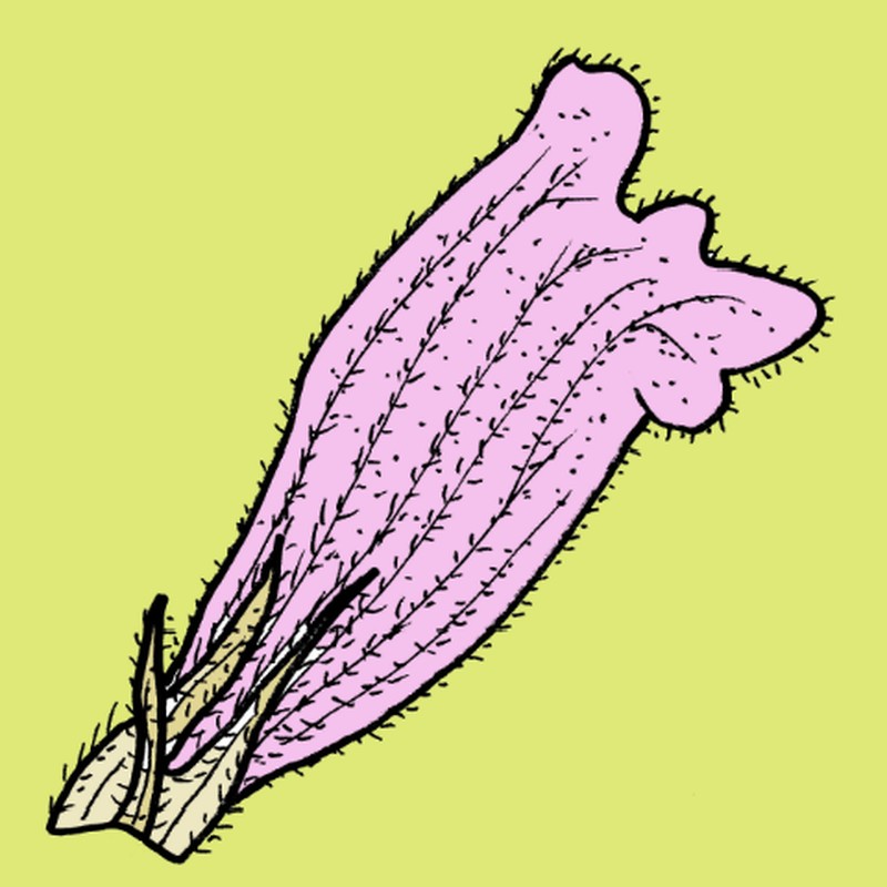 Egyptian Broomrape photo 4