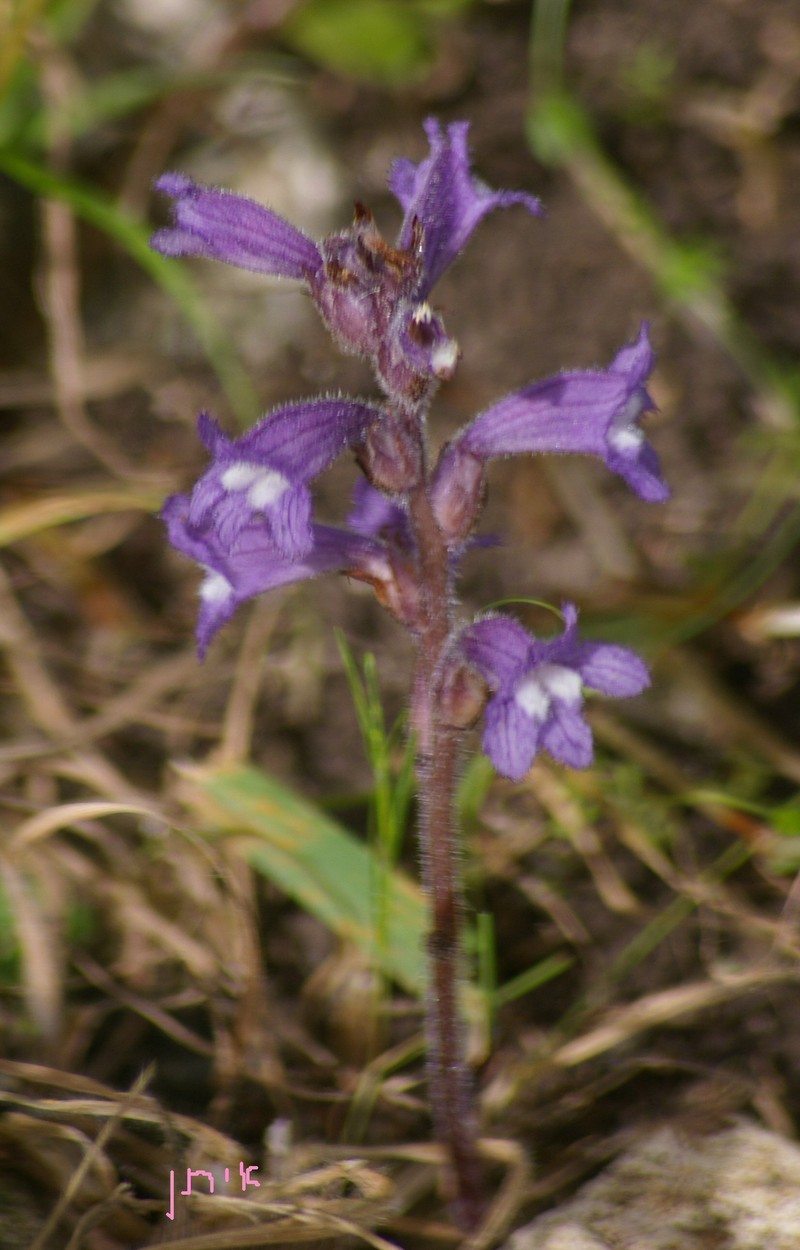 Egyptian Broomrape