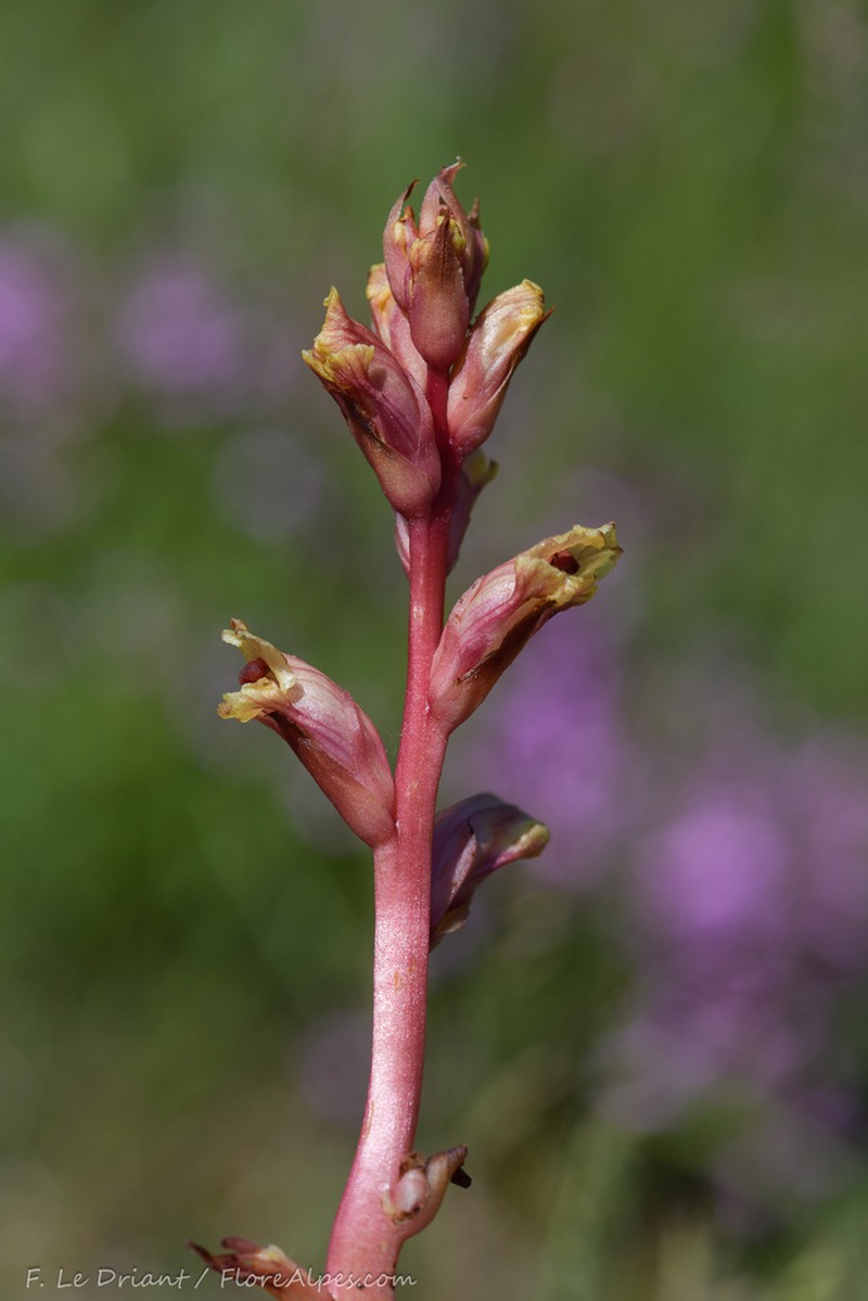 Orobanche alba photo 2