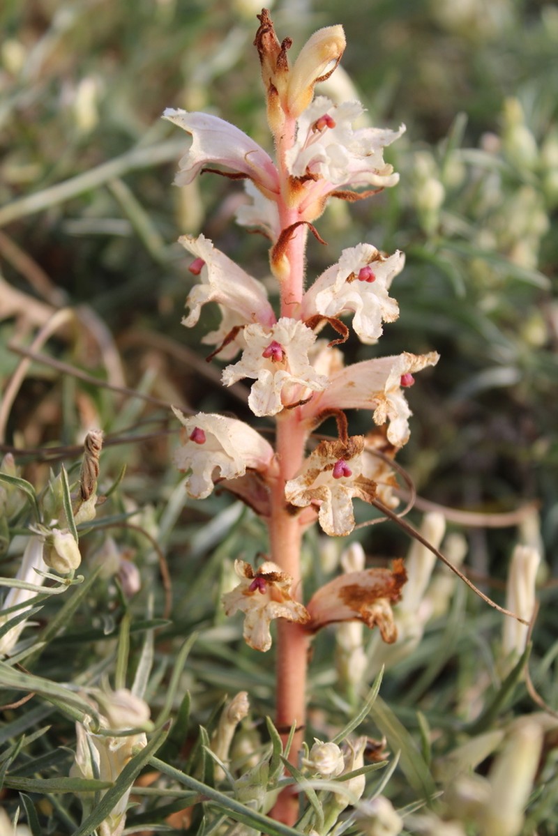 Orobanche alba photo 3