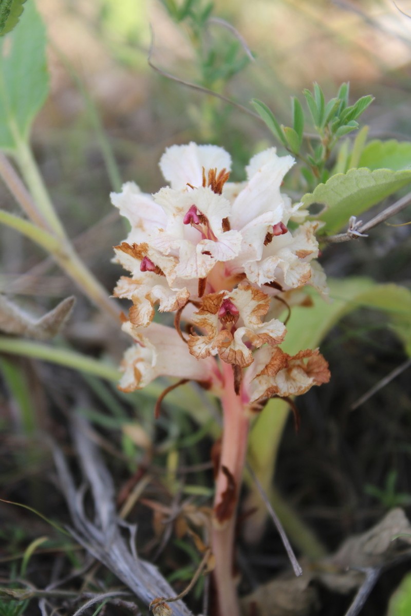 Orobanche alba photo 4