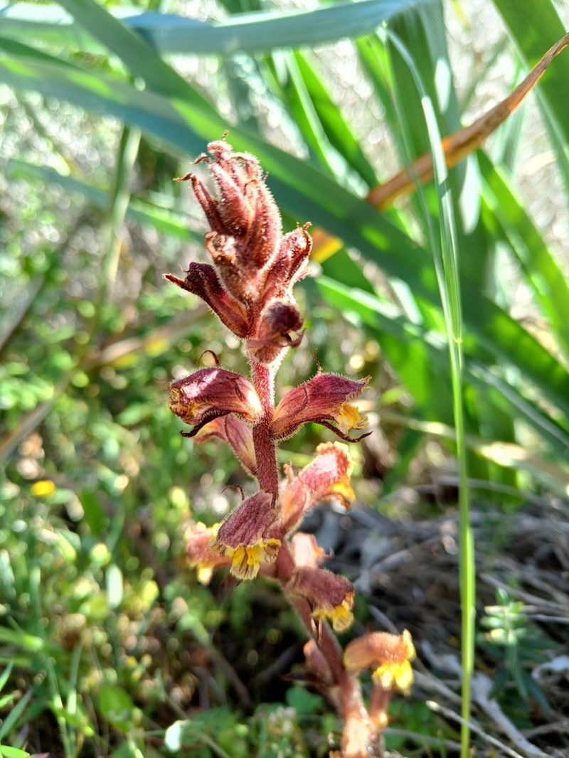 Orobanche alba photo 5