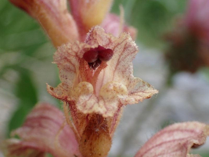 Orobanche alba photo 6