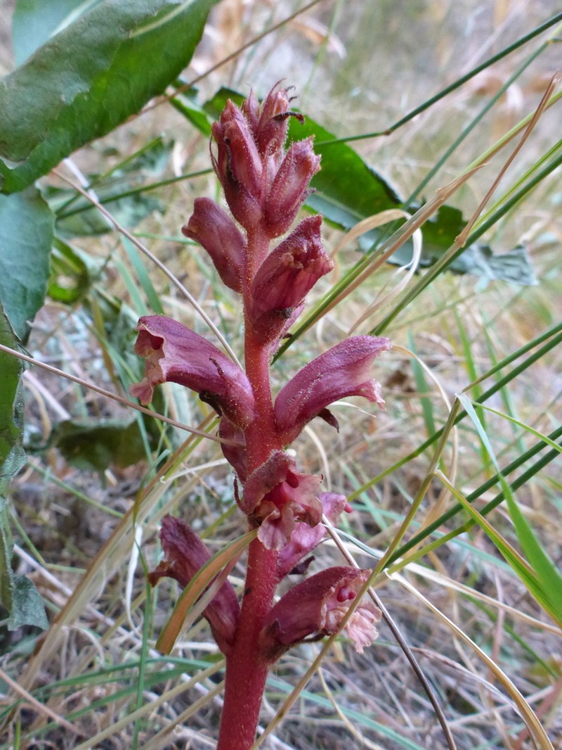 Orobanche alba photo 7