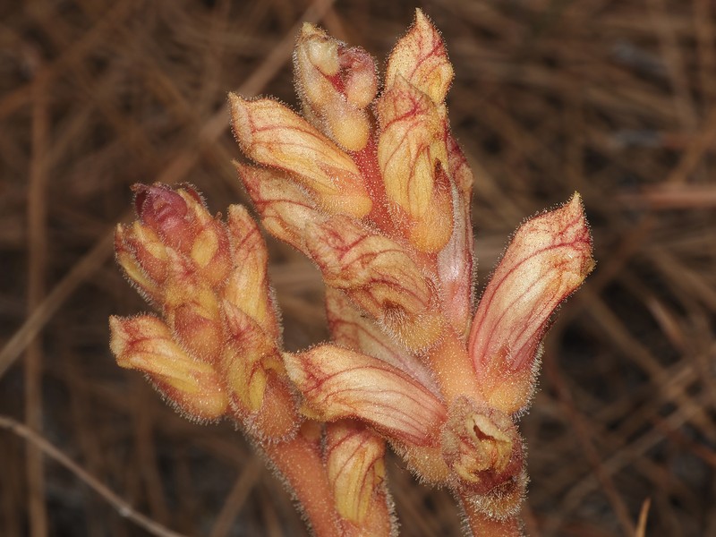 Orobanche alba subsp. alba