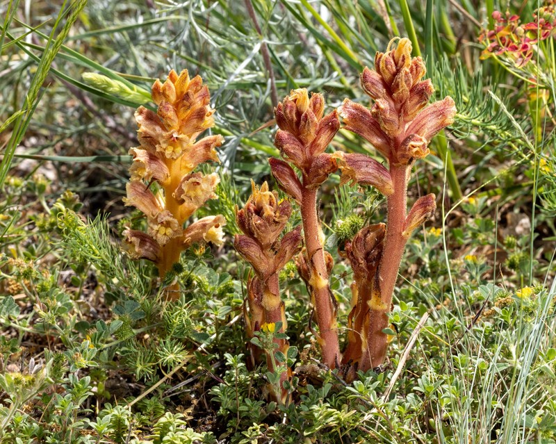 Orobanche alba subsp. alba photo 2