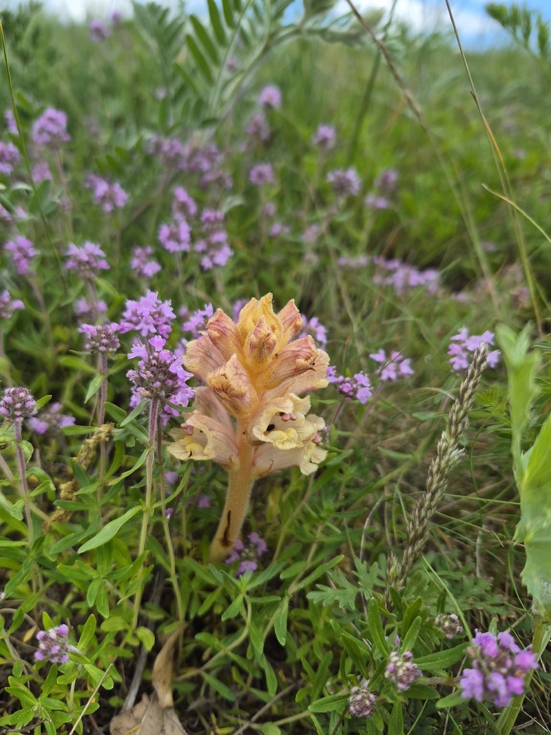 Orobanche alba subsp. alba photo 3