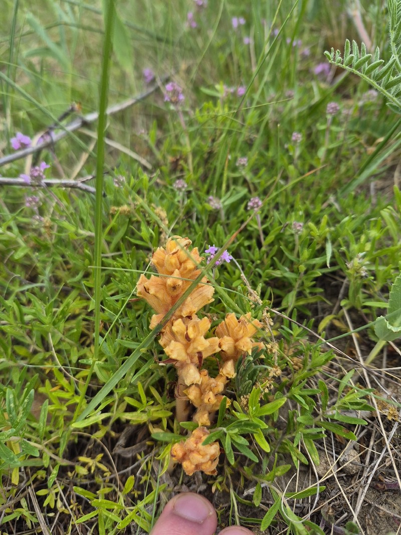 Orobanche alba subsp. alba photo 4