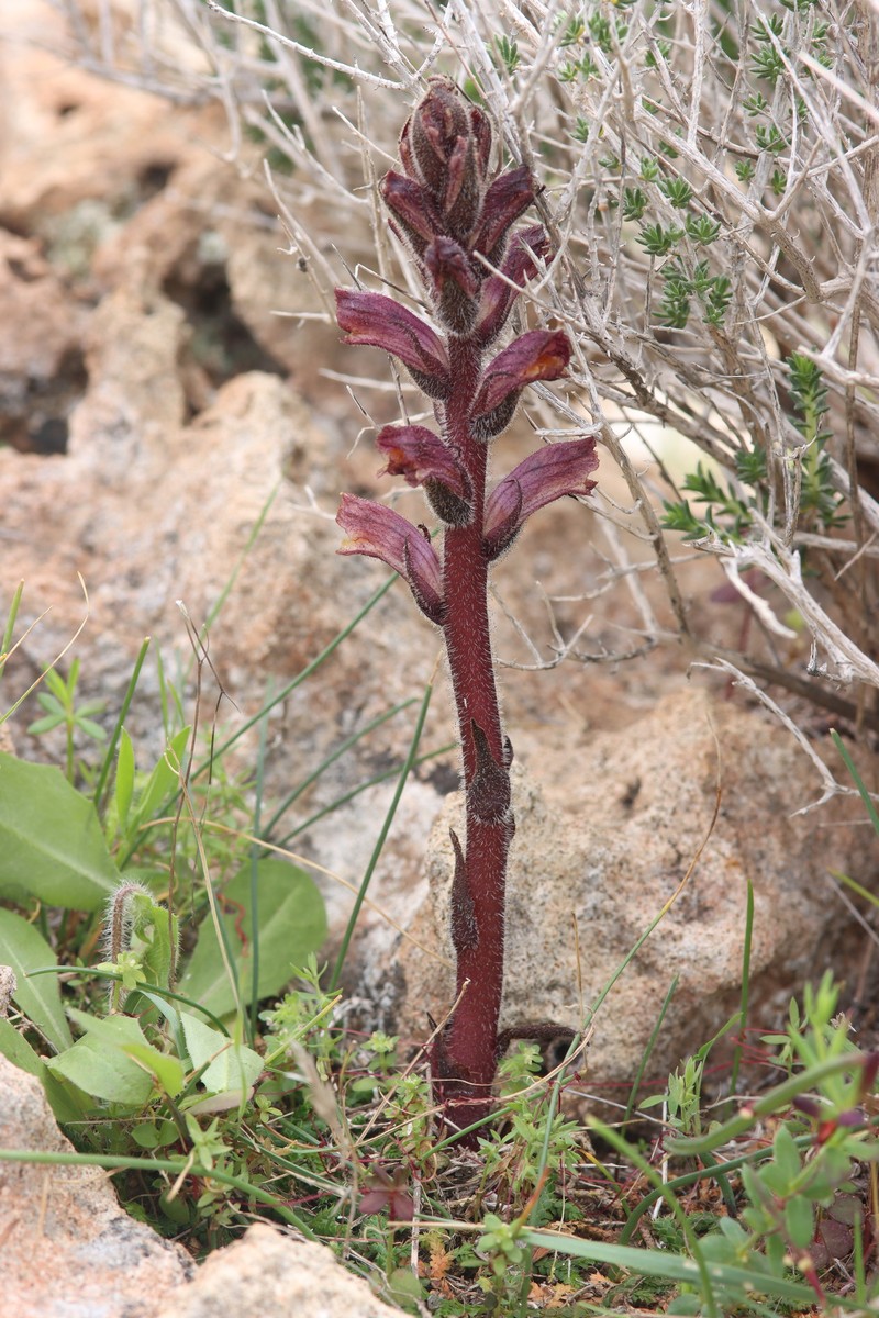 Orobanche alba subsp. cuprea