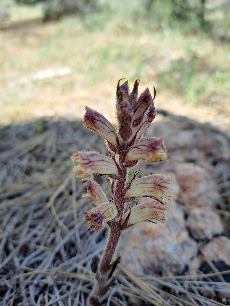 Orobanche alba subsp. cuprea photo 2