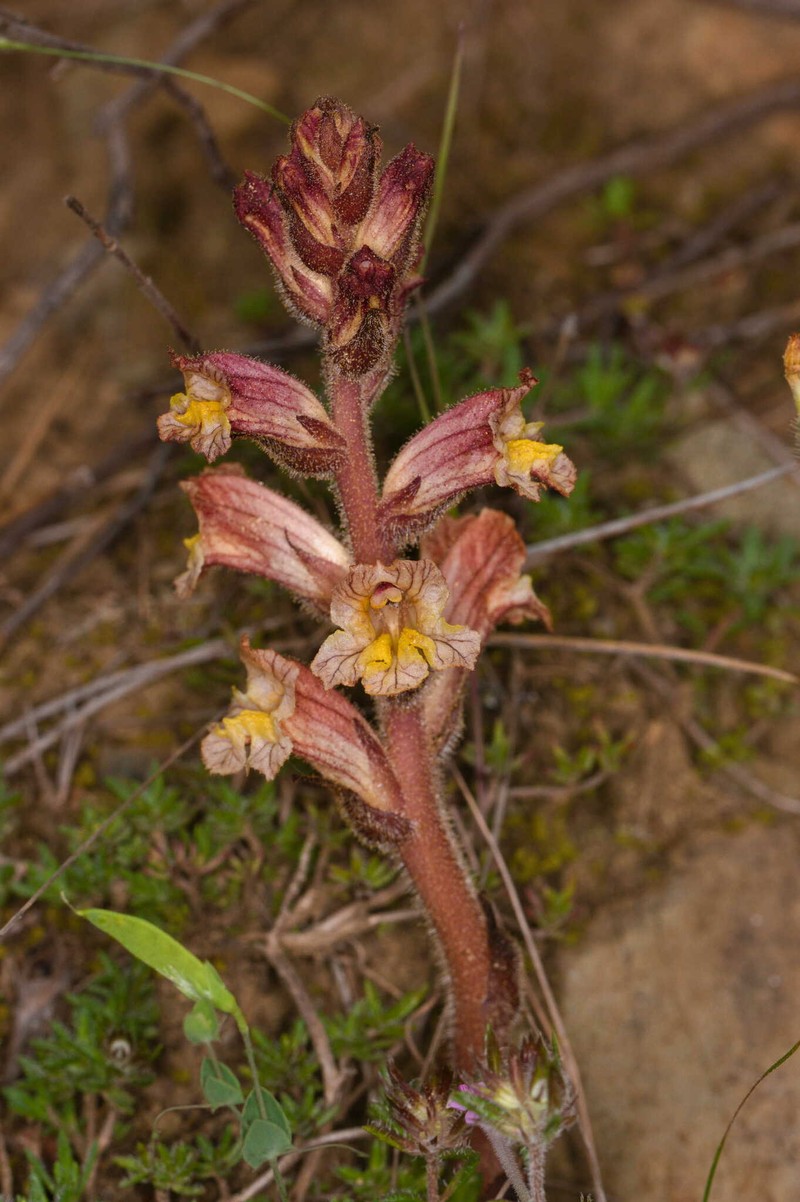 Orobanche alba subsp. cuprea photo 3