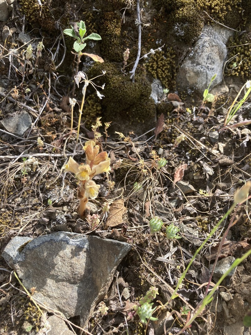 Orobanche alba subsp. cuprea photo 4