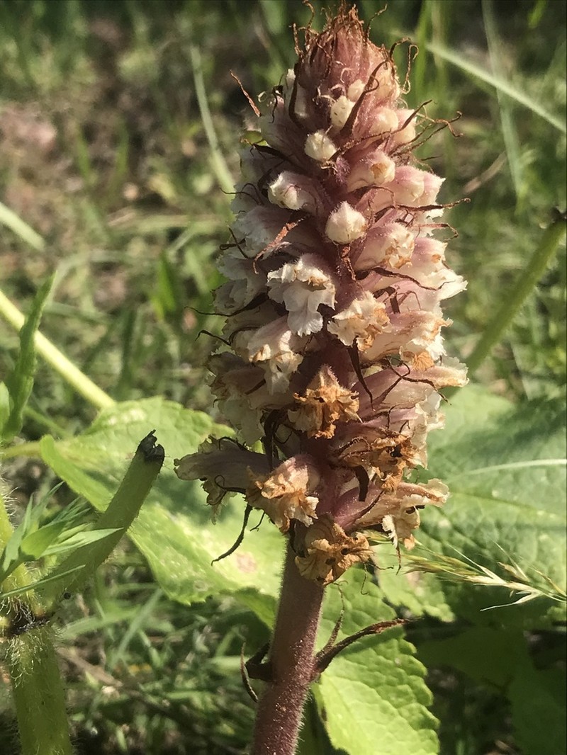Orobanche amethystea