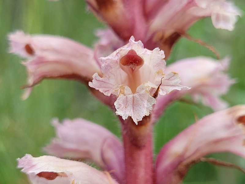 Orobanche amethystea photo 2
