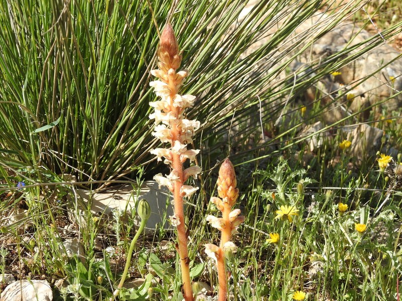 Orobanche amethystea photo 3