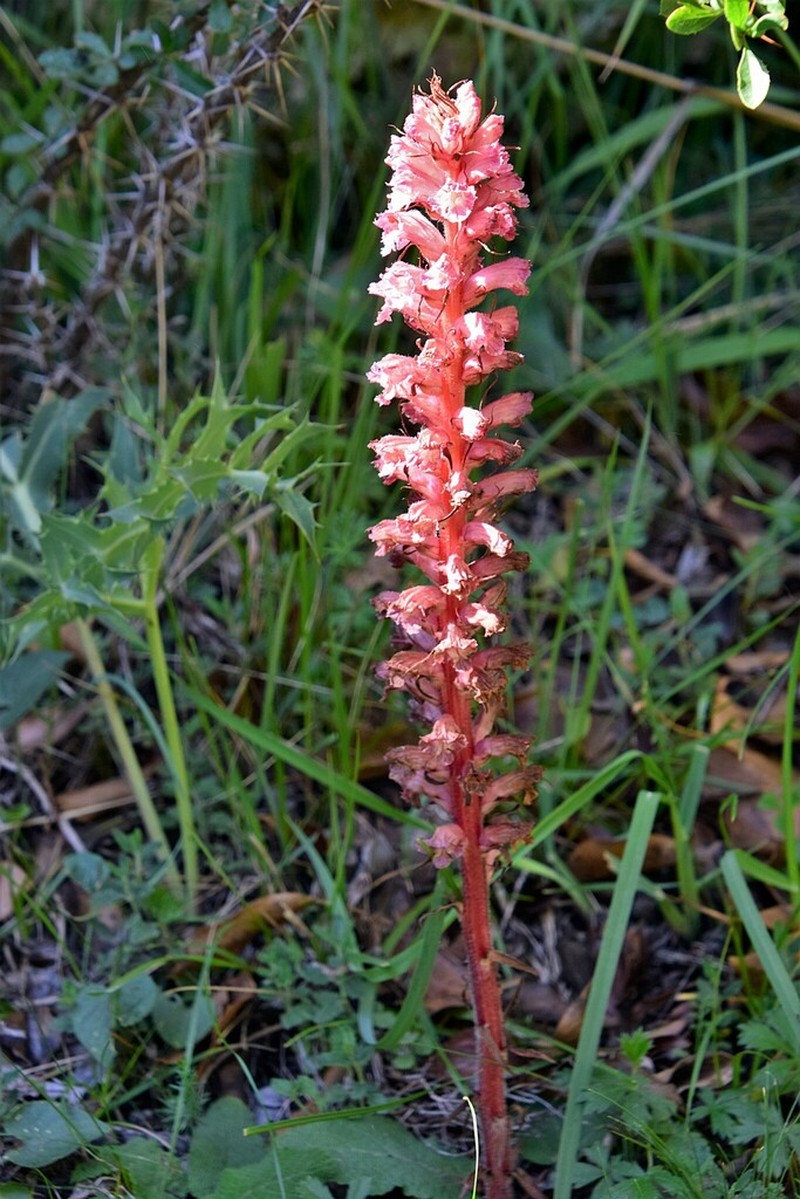 Orobanche amethystea photo 4