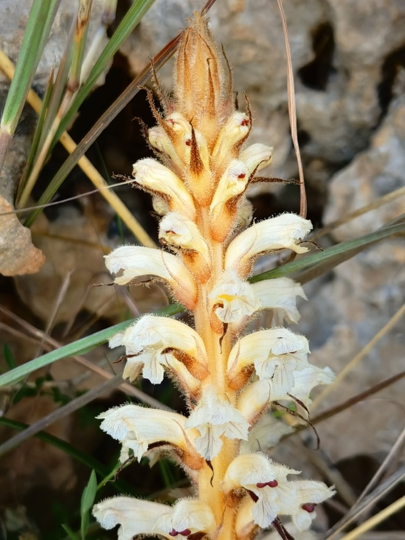 Orobanche amethystea photo 5