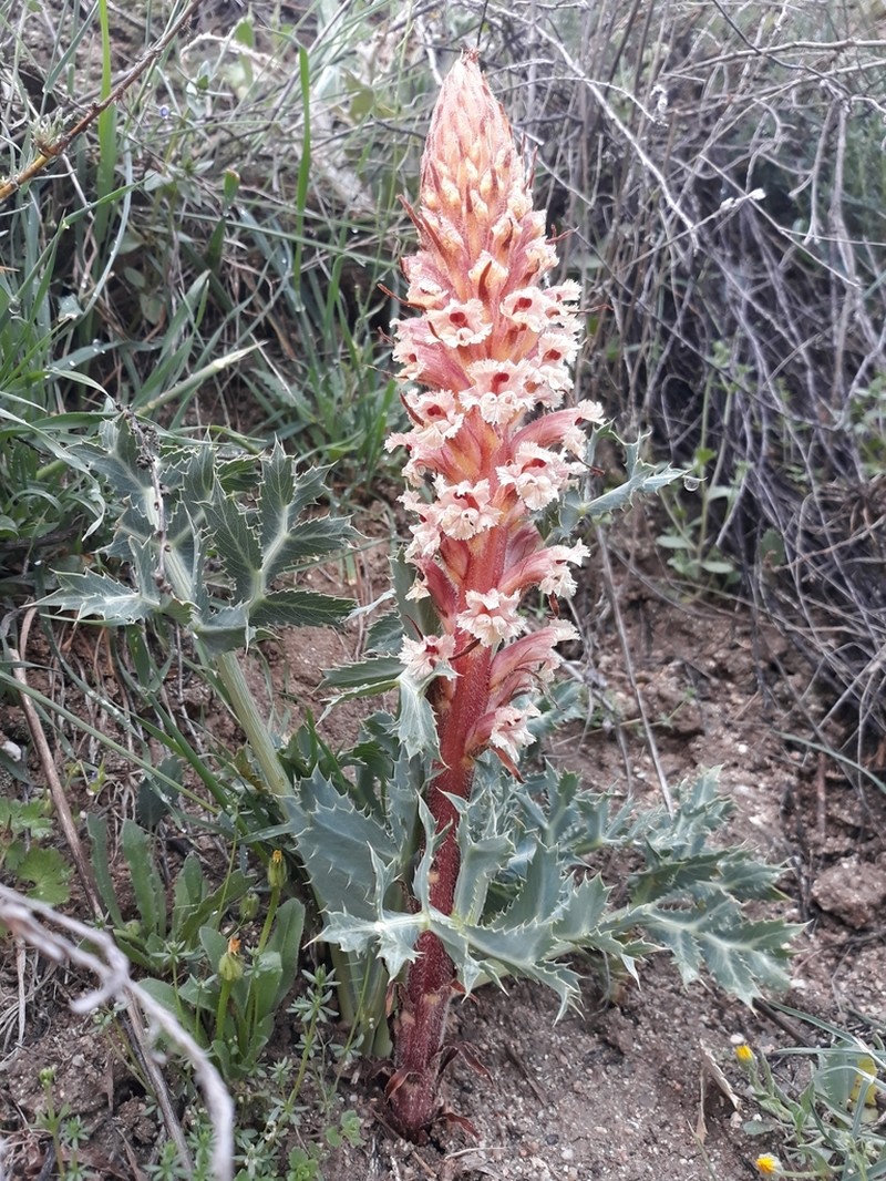 Orobanche amethystea photo 6