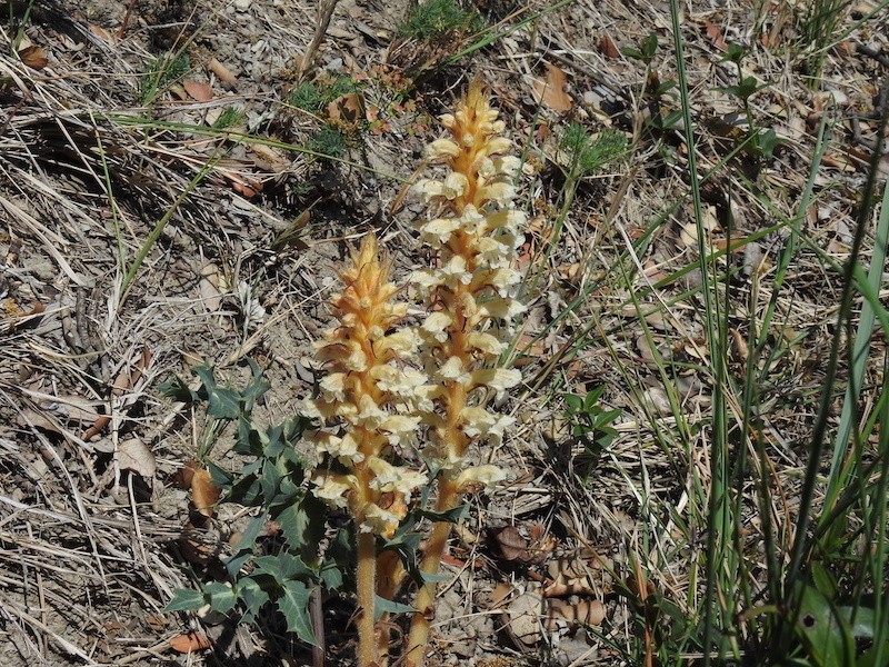 Orobanche amethystea photo 7