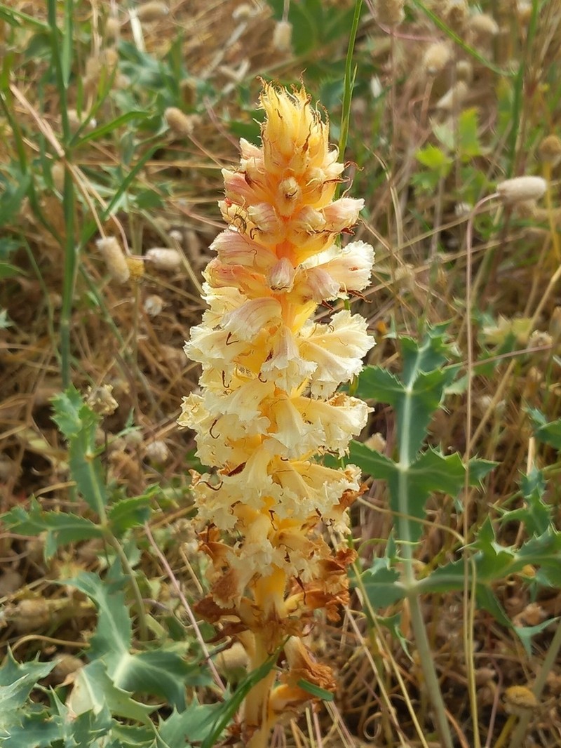 Orobanche amethystea photo 8