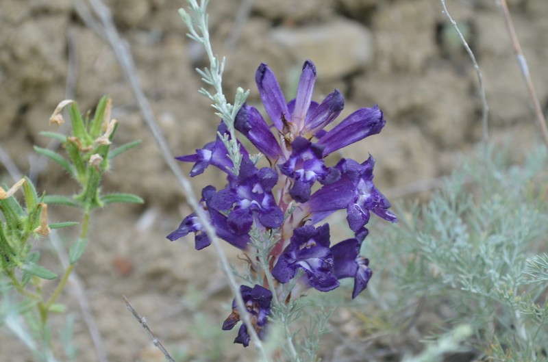 Orobanche amoena