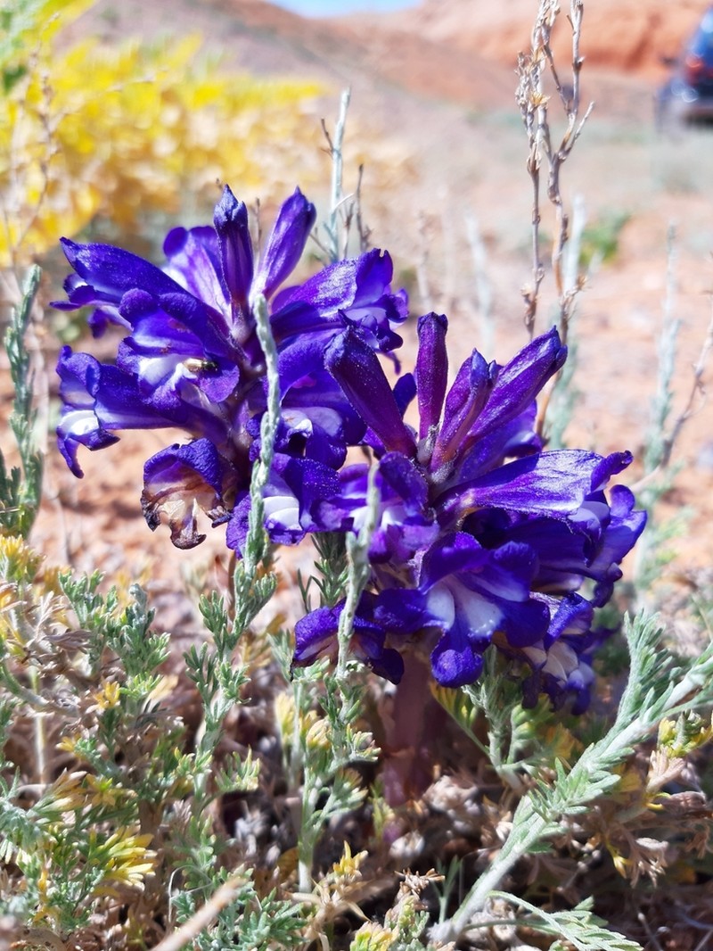 Orobanche amoena photo 2