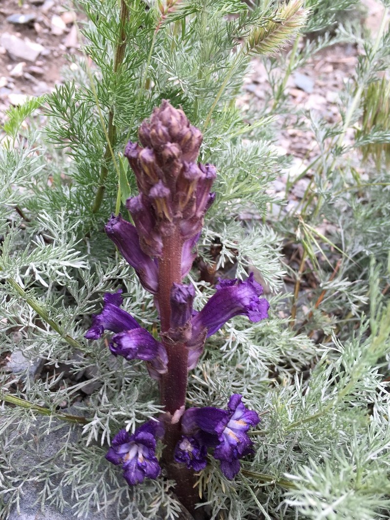 Orobanche amoena photo 3