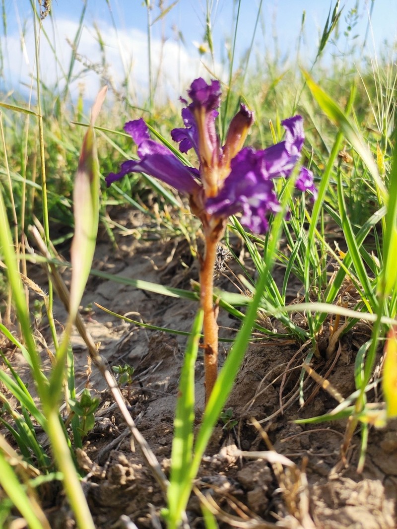 Orobanche amoena photo 4